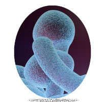 Anti Fungal